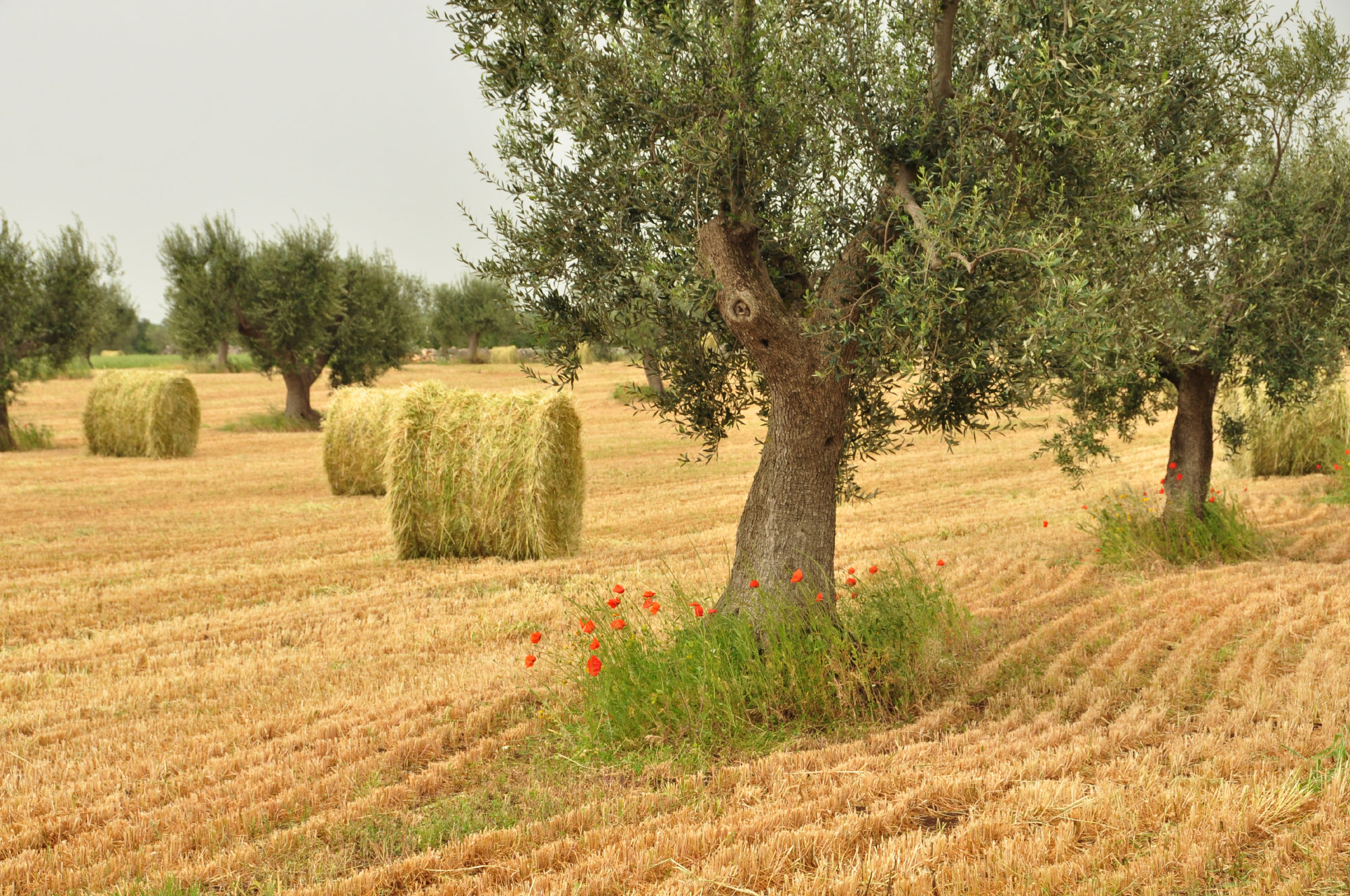 Basilicata (Lucania)
